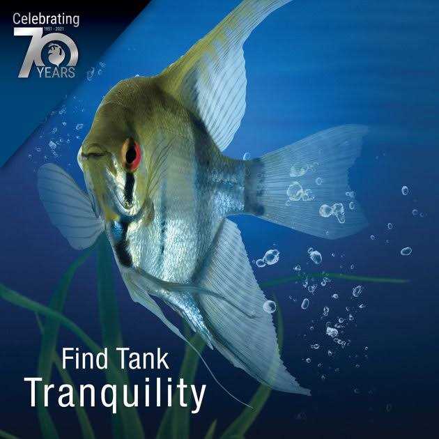 20 Gallons Aquatic Turtle Kit with Filter And Heating Lamps V411644