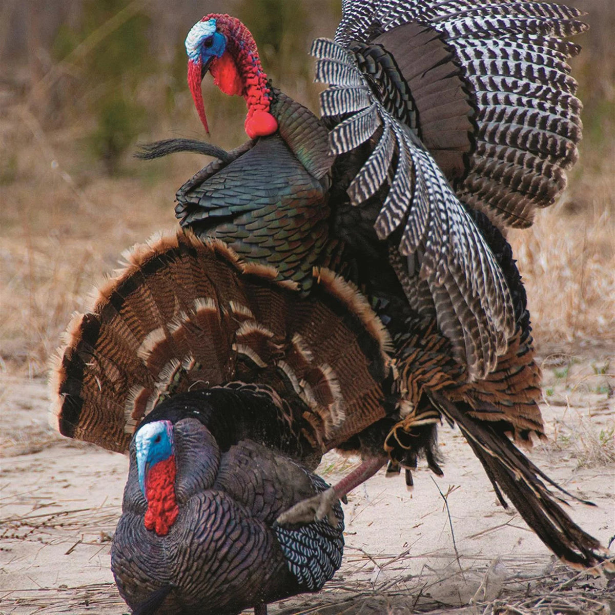 Hard Body Turkey Decoy T321080